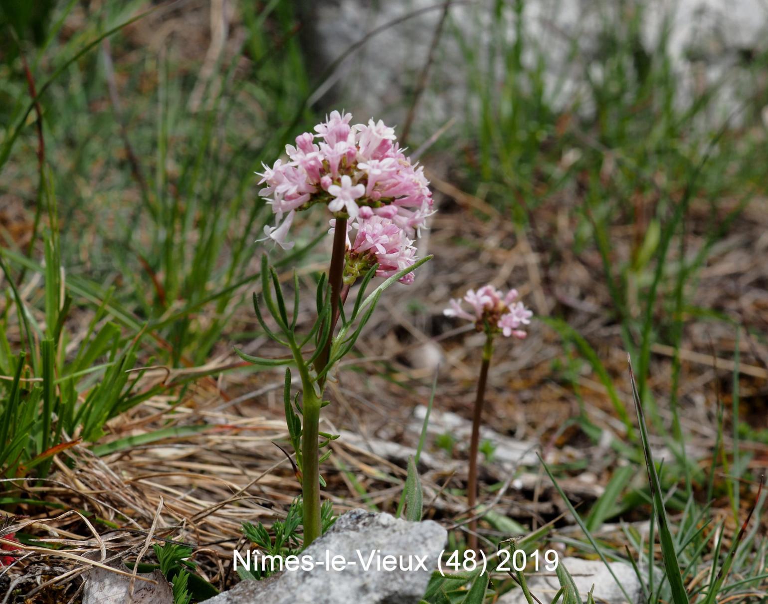 Valerian, Tuberous